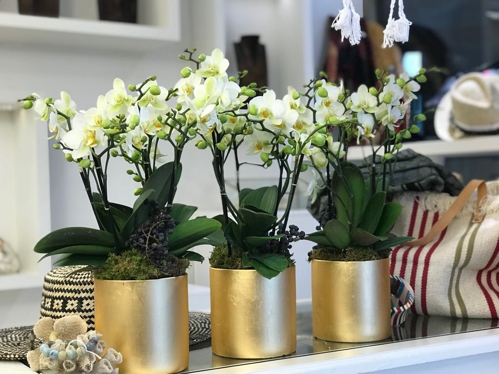 Orchidées et plantes